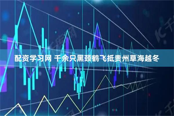 配资学习网 千余只黑颈鹤飞抵贵州草海越冬